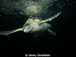 Hawksbill turtle under the full moon.  Florida Keys night... by Genny Donaldson 